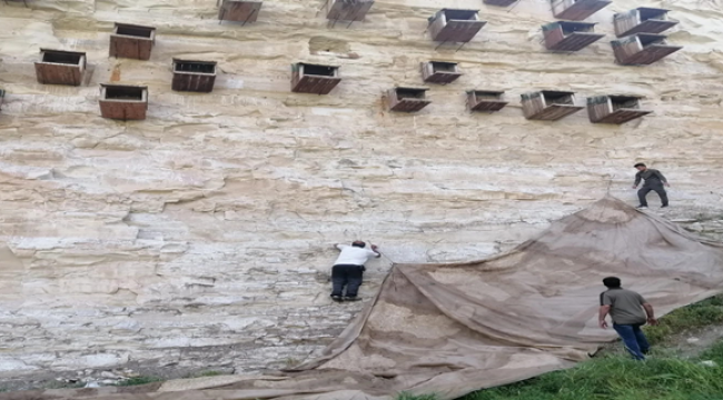 Kelaynak yavrularının ölmemesi için brandalı koruma