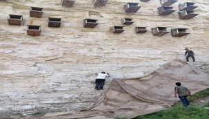 Kelaynak yavrularının ölmemesi için brandalı koruma