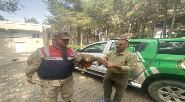 Şanlıurfa'da nesli tükenme tehlikesinde! 