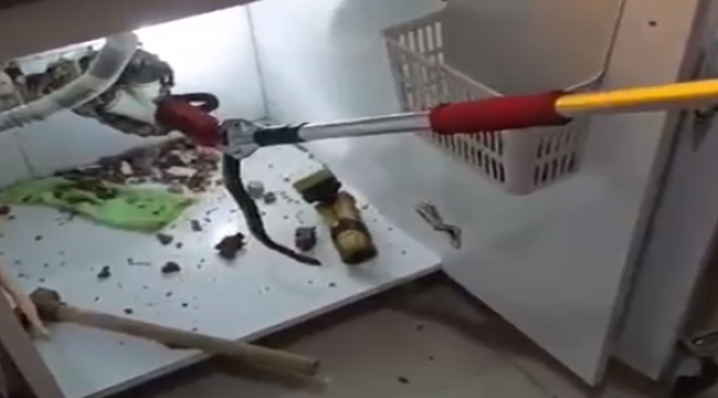 Şanlıurfa'da yılan paniği!