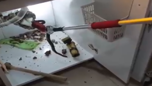 Şanlıurfa'da yılan paniği!