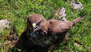 Siverek'te bitkin halde bulundu 