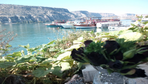 Siyah rengiyle dikkat çeken karagül çiçek açtı