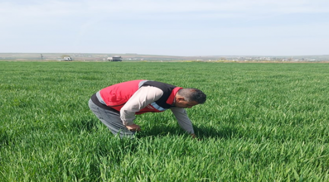 Suruç Ovası'nda hububatta kımıl zararlısına rastlandı