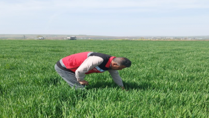 Suruç Ovası'nda hububatta kımıl zararlısına rastlandı