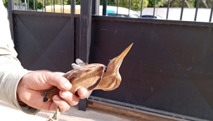 Balaban tedavi altına alındı