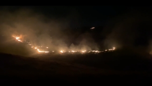 Eyyübiye'de ormanlık yangını 