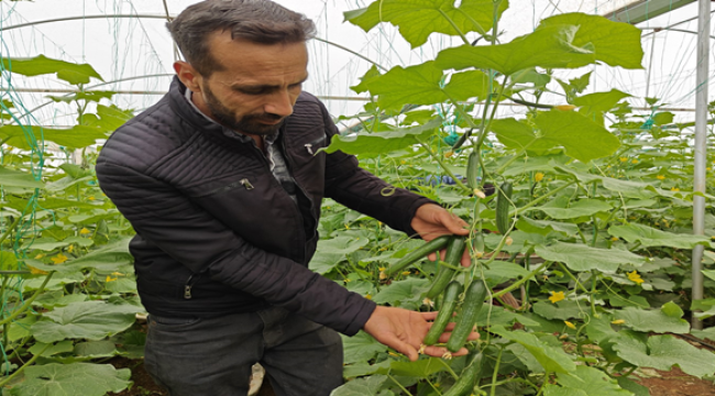 Eyyübiye Sera Kent'te Yeni Sezon Hasat Başladı