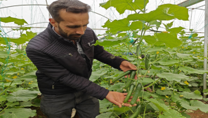 Eyyübiye Sera Kent'te Yeni Sezon Hasat Başladı