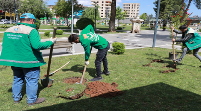 Haliliye Belediyesi İle Parklar Ağaçlandırılıyor 