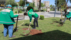 Haliliye Belediyesi İle Parklar Ağaçlandırılıyor 