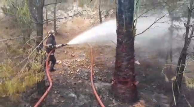 Haliliye'de orman yangını