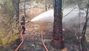 Haliliye'de orman yangını