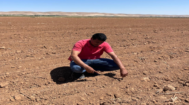 Harran ovasında 'beyaz altın' toprakla buluştu