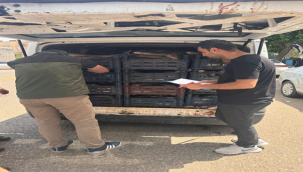 Şanlıurfa'da Kaçak Avlanma Sonucu 2 ton Balık Ele Geçirildi