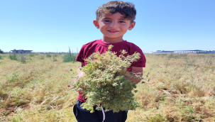 Şanlıurfa'da kimyon hasadı başladı!