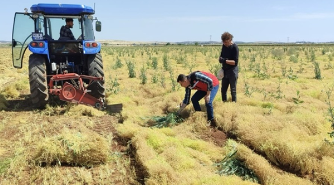 Şanlıurfa'da mercimek hasadı başladı