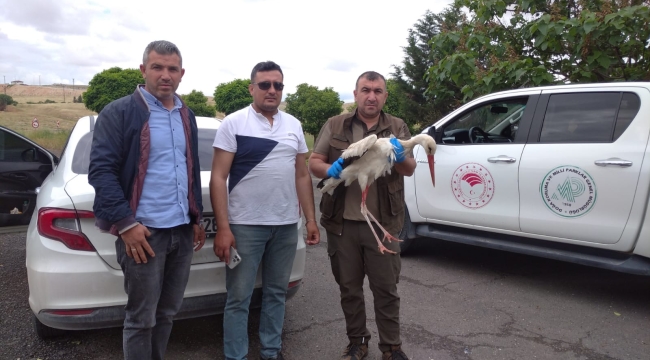 Şanlıurfa'da yaralı halde bulunan leylek tedavi altına alındı