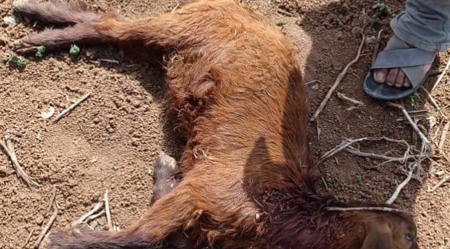 Şanlıurfa'da yine başıboş köpek dehşeti!