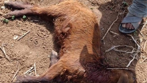 Şanlıurfa'da yine başıboş köpek dehşeti!