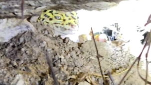 Türkiye'de sadece Şanlıurfa'da yaşıyor