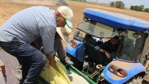 Büyükşehir'den Mısır Ekimi