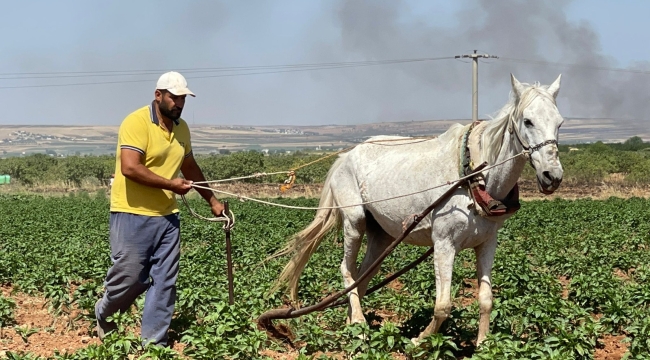 Çiftçi tarlasını at ile işlemeye başladı
