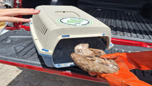 Doğada bitkin halde bulunan Kızıl Şahin tedavi altına alındı