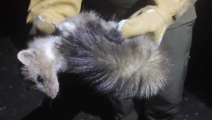 Doğada bitkin halde bulundu!