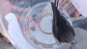 Şanlıurfa'da bitkin düşen ebabil kuşu bulundu