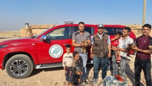 Şanlıurfa'da kızıl şahinler tedavi altına alındı 