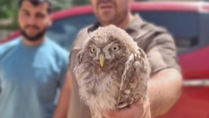 Şanlıurfa'da yaralı 'kukumav kuşu' bulundu