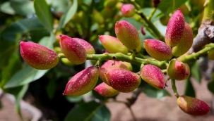 Şanlıurfa fıstığı üretimde yükselen değer Karaköprü 