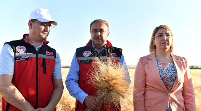 Vali Şıldak, Buğday hasadına katıldı 