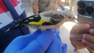 Evinde koruma altındaki kuşu besleyen kişiye 23 bin 322 lira para cezası kesildi