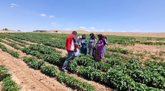 Harran ovasında yanlış sulama ve çapalama ürünleri yok ediyor