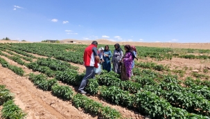 Harran ovasında yanlış sulama ve çapalama ürünleri yok ediyor