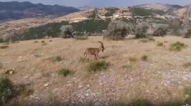 Şanlıurfa'da 8 ay süren tedavisinin ardından doğaya bırakıldı