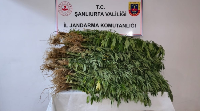 Şanlıurfa'da bir evin bahçesinde kenevir ele geçirildi