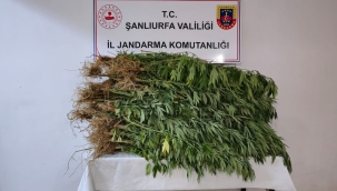 Şanlıurfa'da bir evin bahçesinde kenevir ele geçirildi