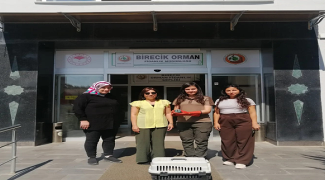 Şanlıurfa'da Gökkuzgun bitkin halde bulundu