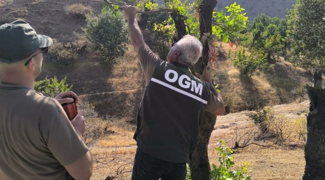 Şanlıurfa'da "Menengiç ağaçları fıstık gibi oldu"