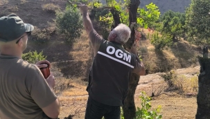 Şanlıurfa'da "Menengiç ağaçları fıstık gibi oldu"
