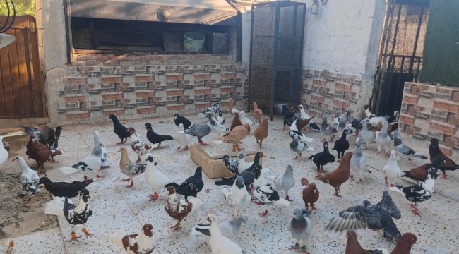 Şanlıurfa'da otomobil fiyatına kuş satılıyor