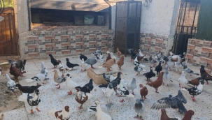 Şanlıurfa'da otomobil fiyatına kuş satılıyor 