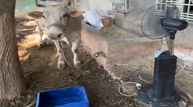 Şanlıurfa'nın kavurucu sıcaklarında ineğini vantilatörle serinletiyor