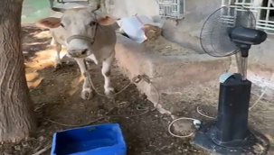 Şanlıurfa'nın kavurucu sıcaklarında ineğini vantilatörle serinletiyor