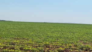  Şanlıurfalı çiftçiler ikinci ürün olarak soya ekmeye başladı