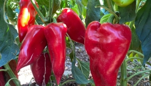 Akçakale'de İlk Kez Ekilen Kapya Biberi, Çiftçinin Yüzünü Güldürüyor