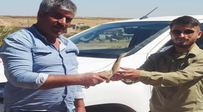 Birecik'te Balaban yaralı halde bulundu